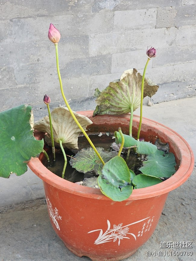 【 長焦與微距】盆栽