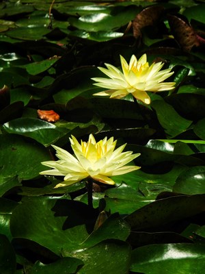 【遇見五月天】+荷花