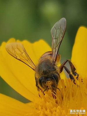 【遇見五月天】+花與蜂