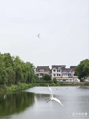 意外拍到兩只白鷺