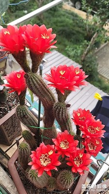 自養(yǎng)毛花柱開(kāi)花記