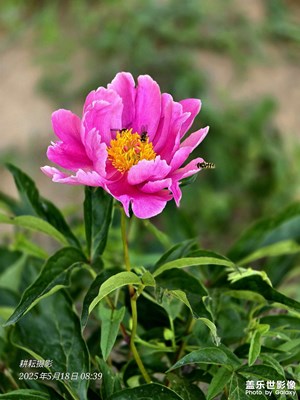 蒲園·遲到的芍藥