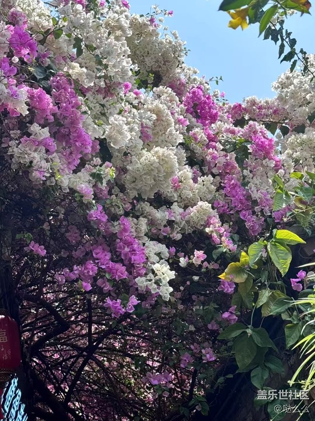 【自然的美妙】+大花花們