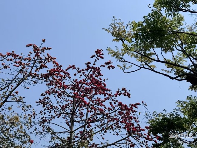 【自然的美妙】+大花花們