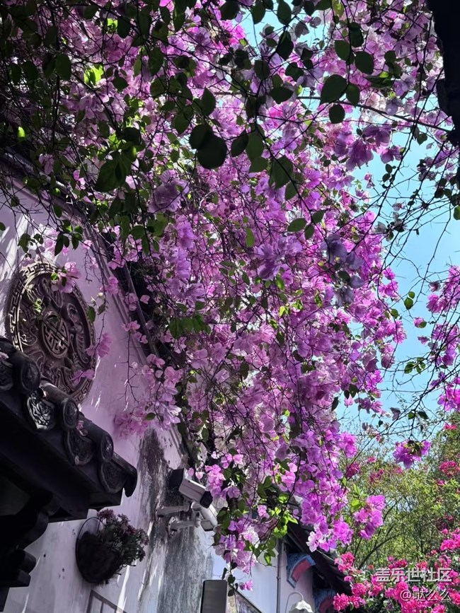 【自然的美妙】+大花花們