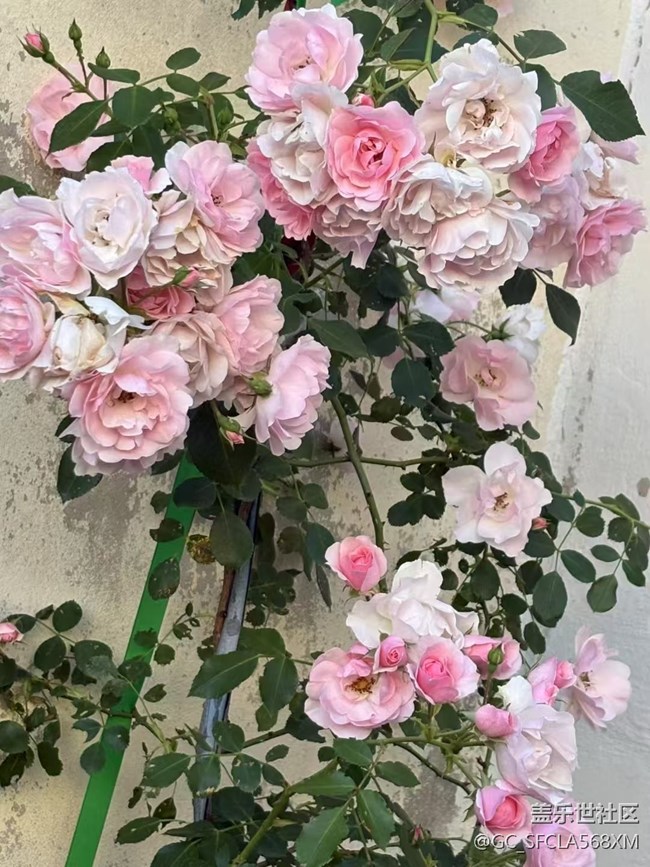 【Galaxy影像】#立夏·初夏之約