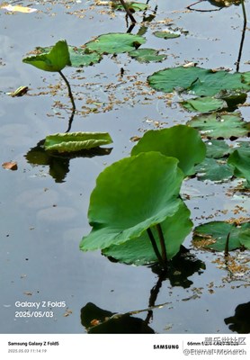 【遇見五月天】曲院風(fēng)荷