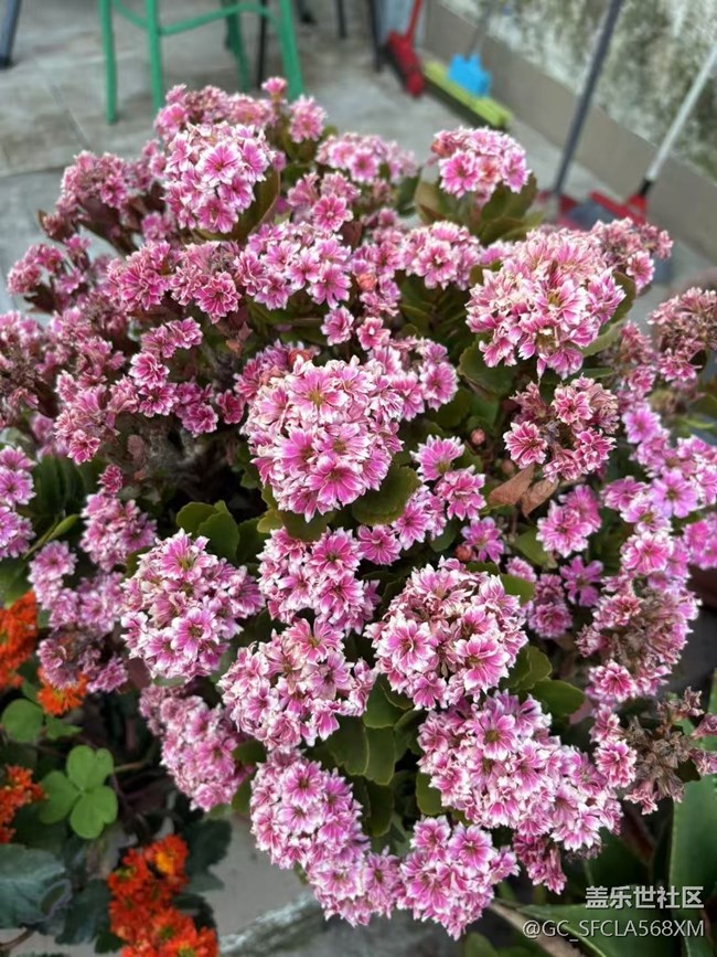 【Galaxy影像】#立夏·初夏之約