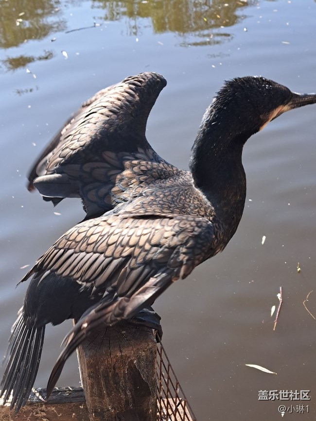 【自然的美妙】鸕鶿