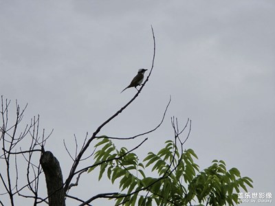 【遇見五月天】+拍鳥