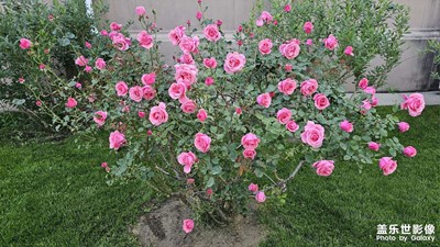 【遇見五月天】+豐花月季