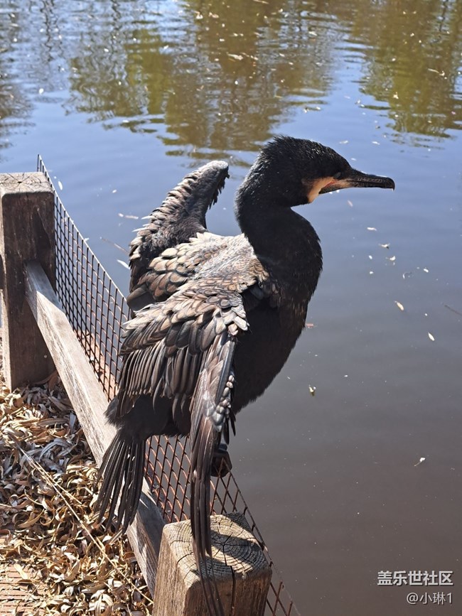 【自然的美妙】鸕鶿