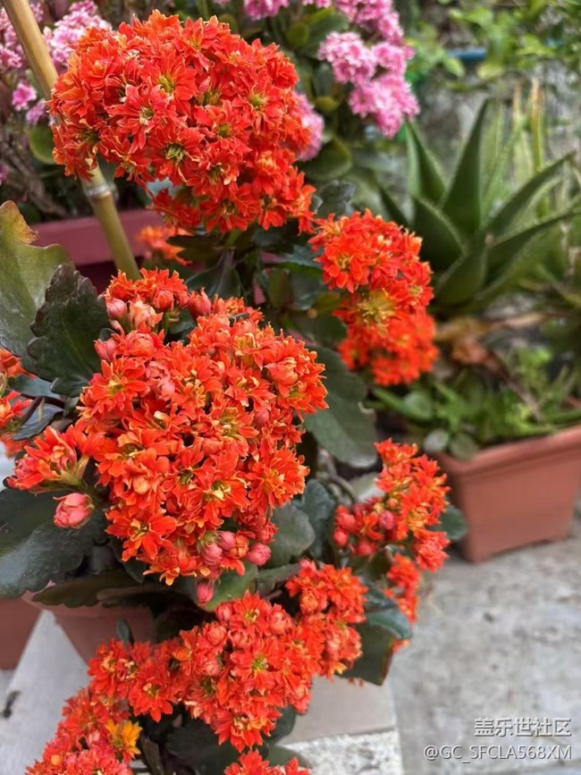 【Galaxy影像】#立夏·初夏之約