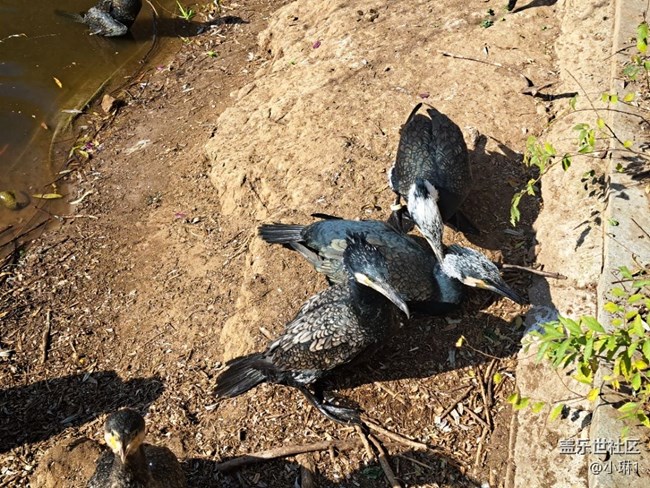 【自然的美妙】鸕鶿