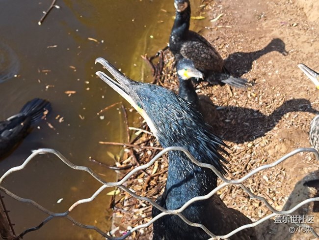 【自然的美妙】鸕鶿