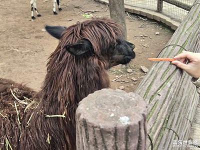 【遇見五月天】+羊駝