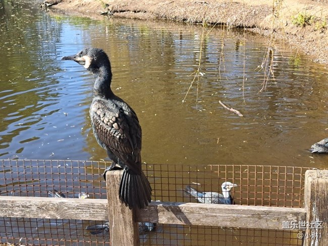 【自然的美妙】鸕鶿