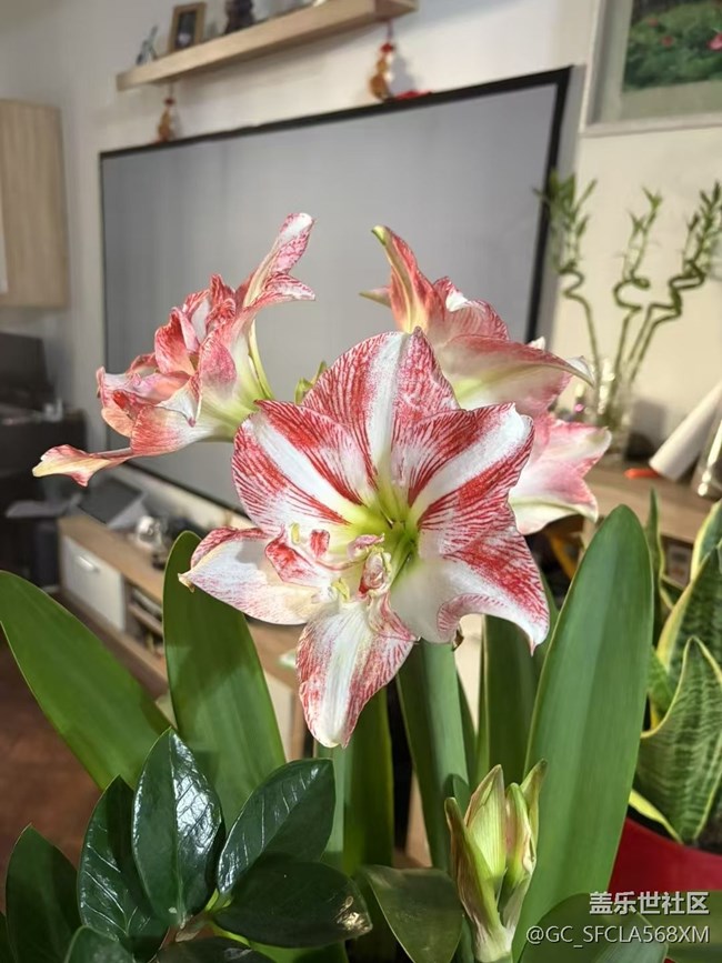 【Galaxy影像】#立夏·初夏之約