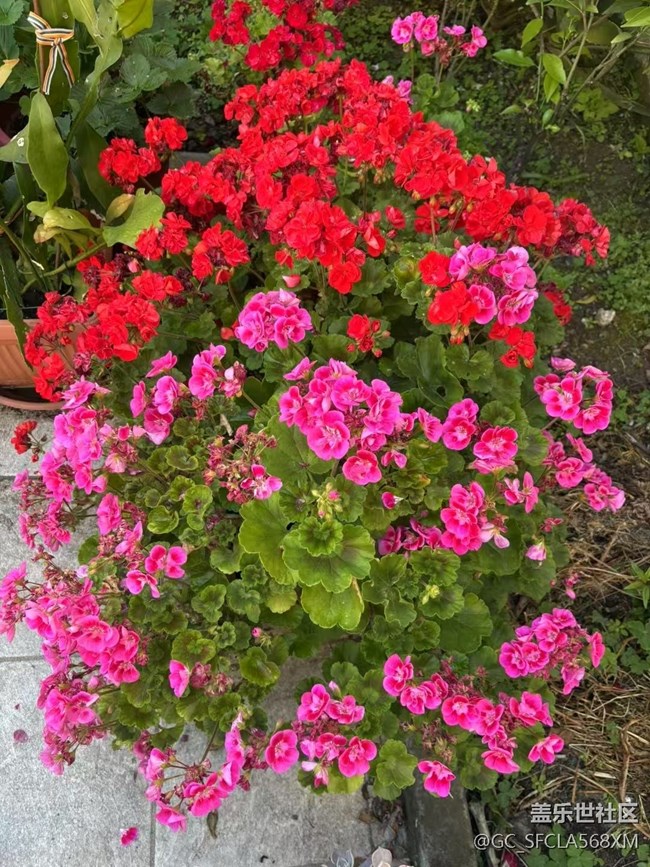 【Galaxy影像】#立夏·初夏之約