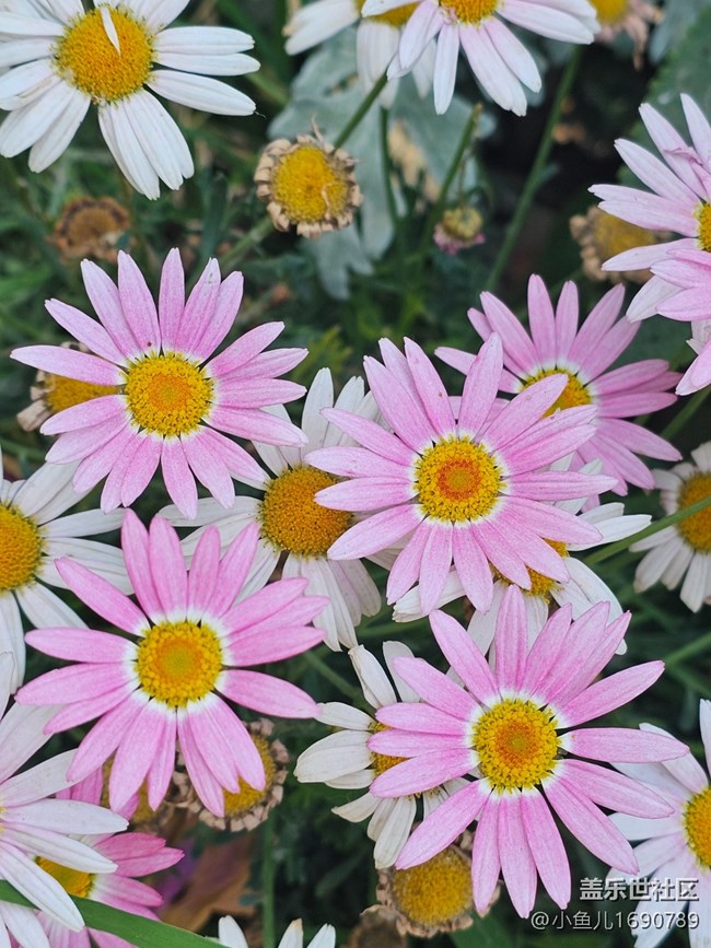 【 長焦與微距】微距賞花