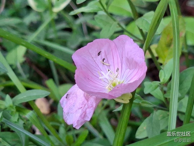 #五月滿園芳——清爽