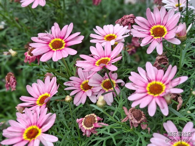 #五月滿園芳——繁花