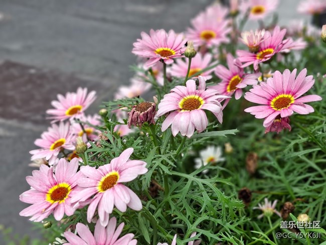 #五月滿園芳——繁花