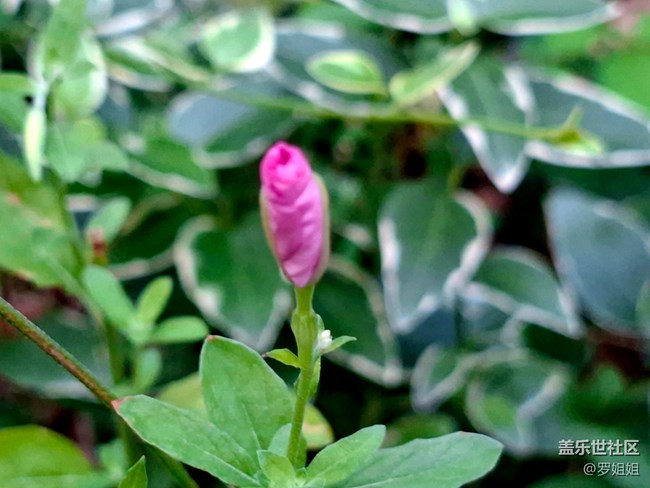 #五月滿園芳——清爽