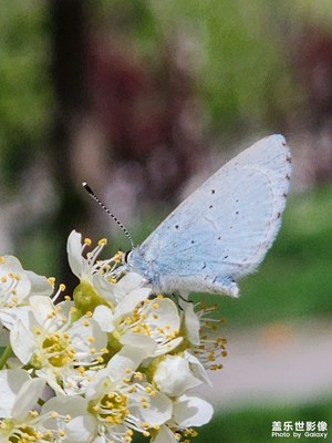 【悅見小滿】悅見稠李