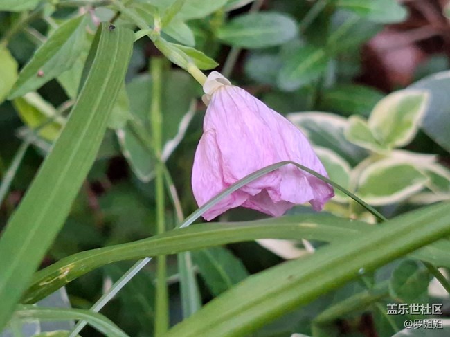 #五月滿園芳——清爽