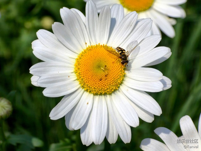 S24Ultra這光線好的時候拍照真是不錯