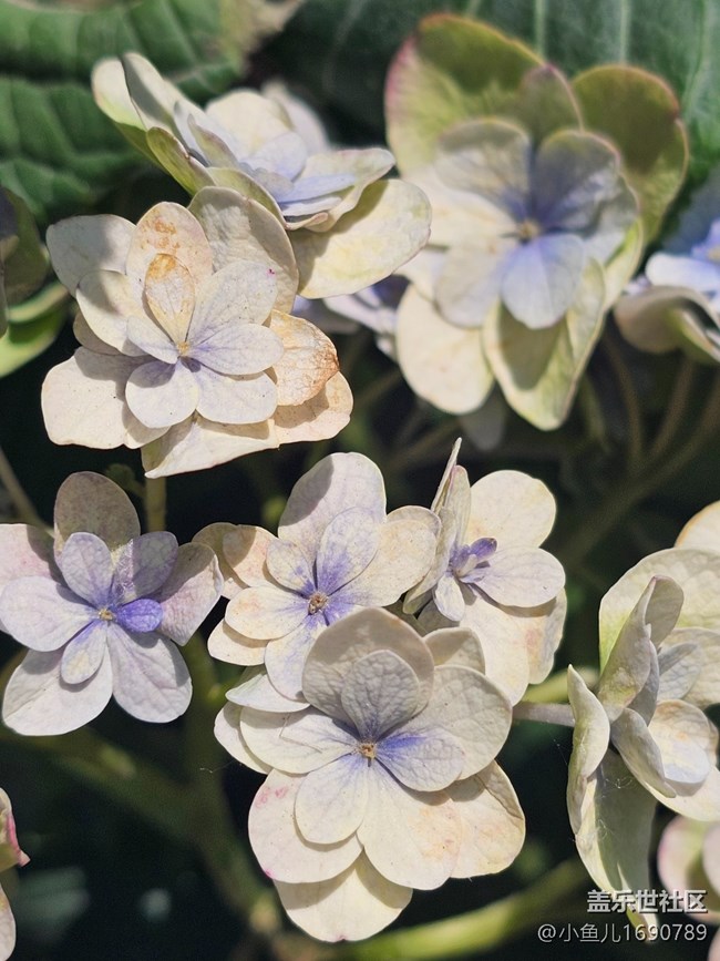 【 長焦與微距】微距賞花