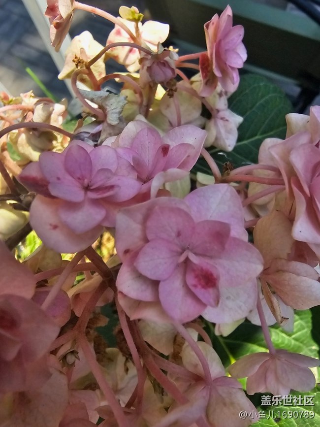 【 長焦與微距】微距賞花