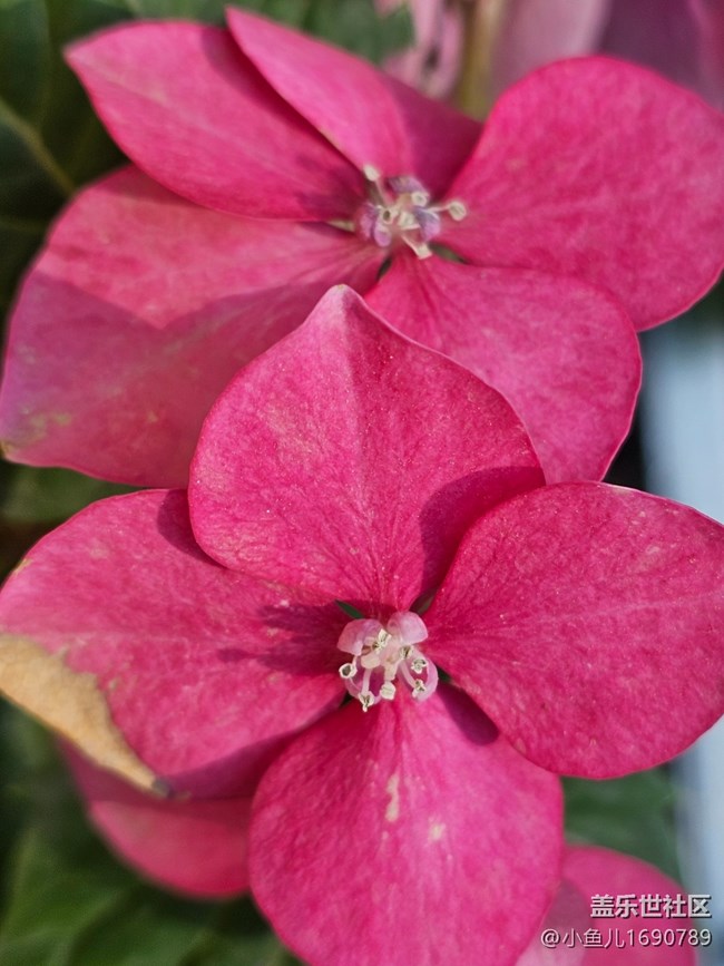 【 長焦與微距】微距賞花