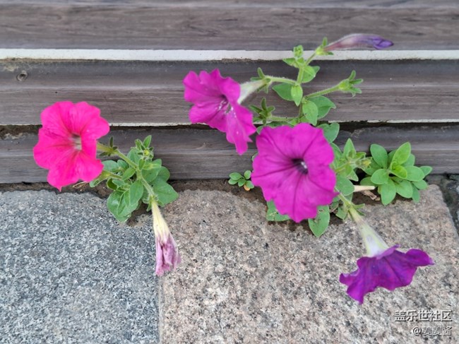 #五月滿園芳——小花