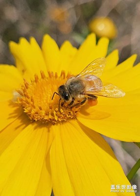 【悅見小滿】+小蜜蜂和花蝴蝶