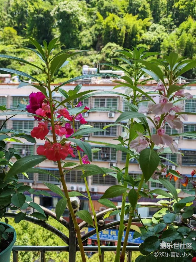 【夏日清涼】鳳仙花