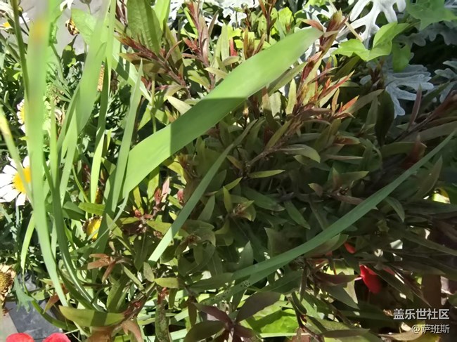 【長焦與微距】花花草草迎初夏
