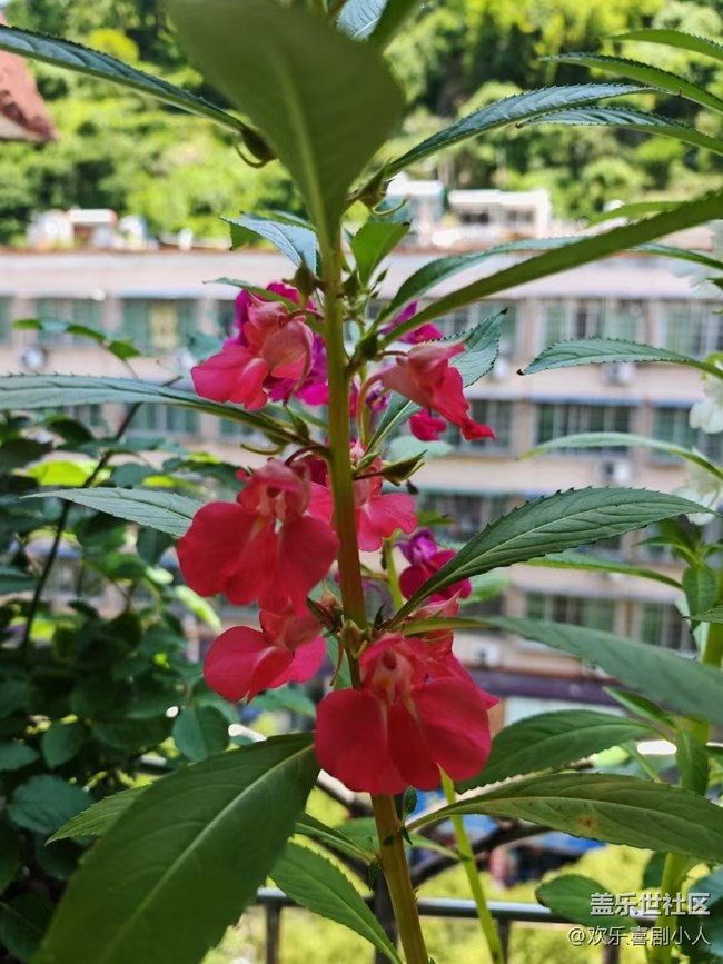 【夏日清涼】鳳仙花
