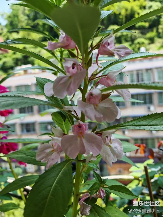 【夏日清涼】鳳仙花