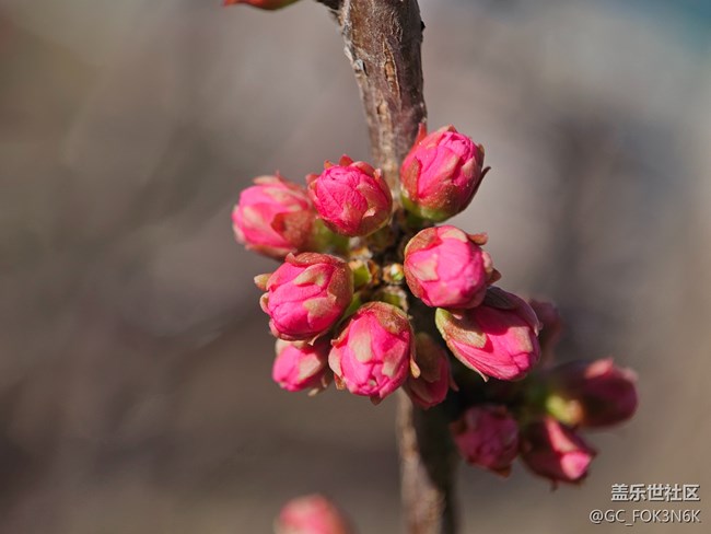 【自然的美妙】微距下的花