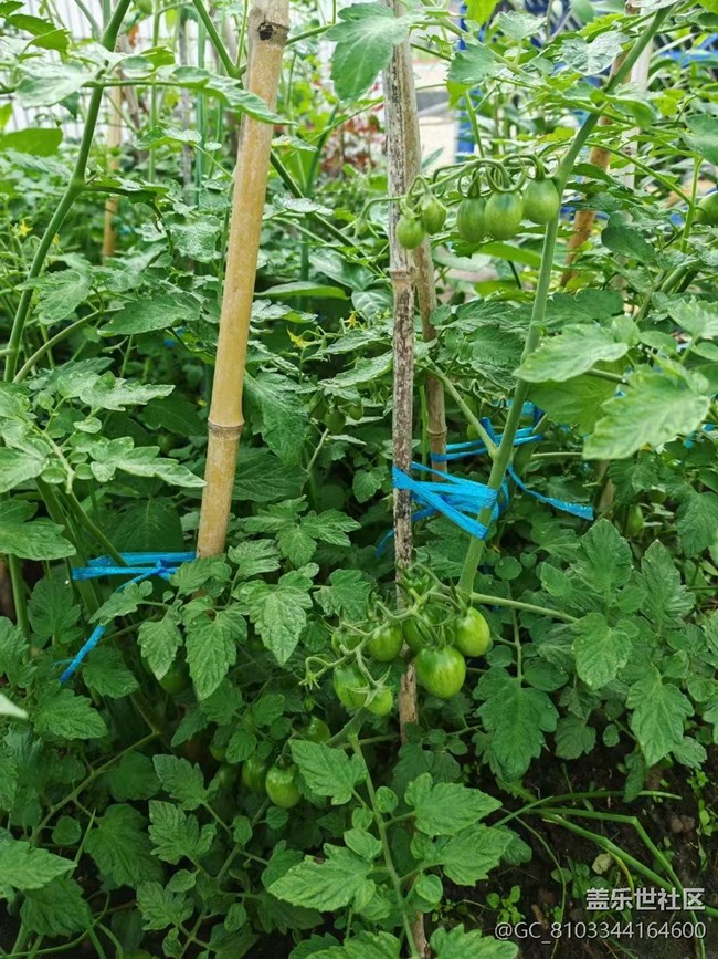 【Galaxy影像】#立夏·初夏之約