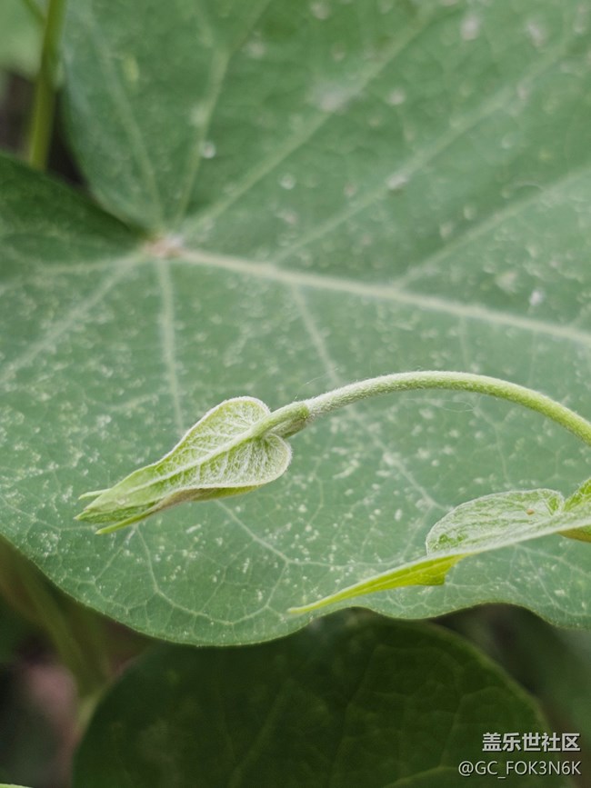 #五月滿園芳——紅莓花開(kāi)