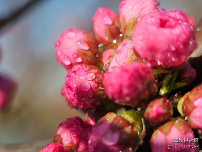 【自然的美妙】微距下的花