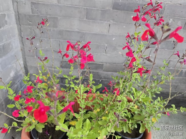 【長(zhǎng)焦與微距】近觀花有色