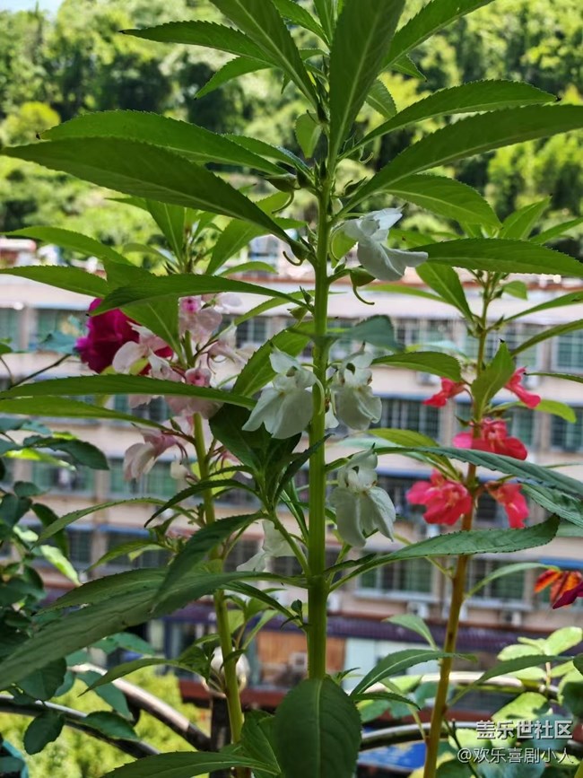 【夏日清涼】鳳仙花