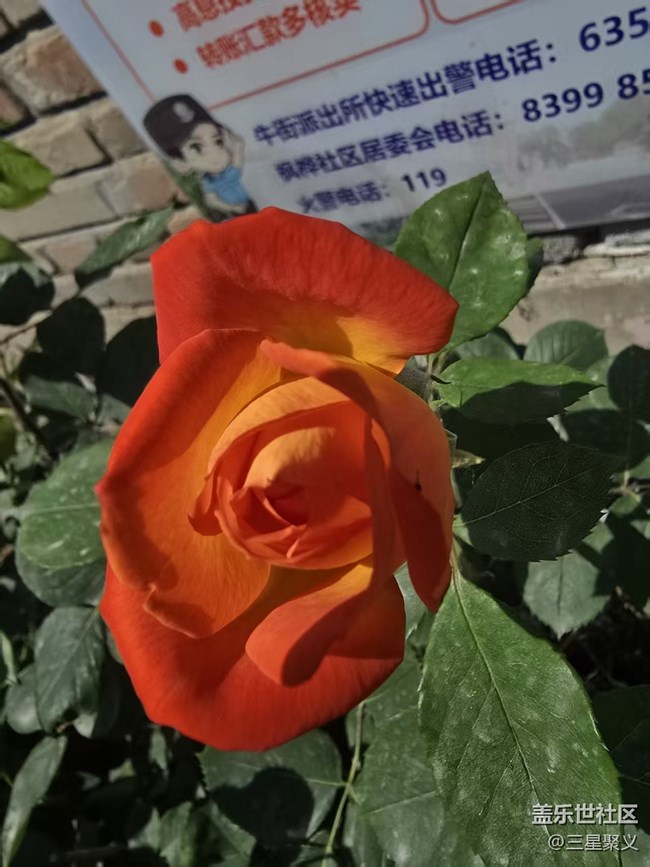 【長焦與微距】真真假假美如畫