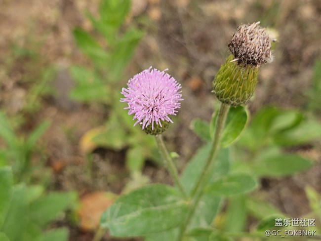【長焦與微距】花兒美