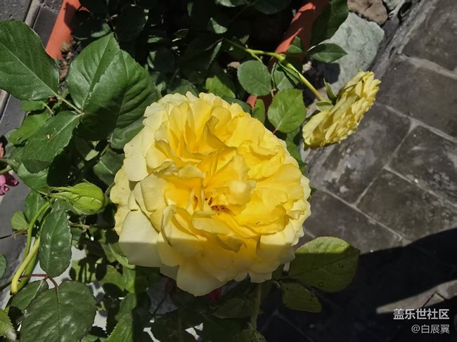 【長(zhǎng)焦與微距】近觀花有色