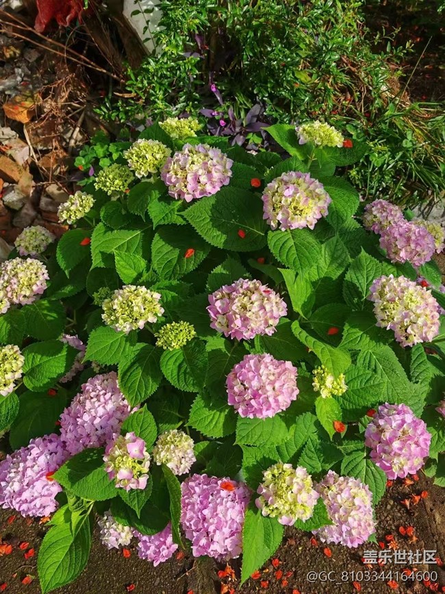 【Galaxy影像】#立夏·初夏之約